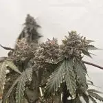Ice Cream Haze DWC