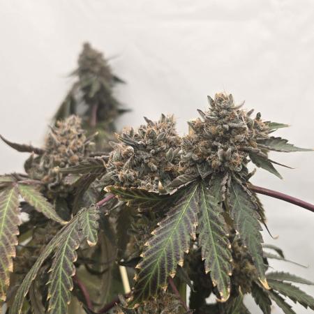 Ice Cream Haze DWC