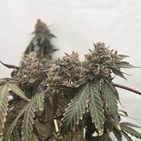 Ice Cream Haze DWC