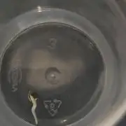 Purple Mandarine Auto DWC