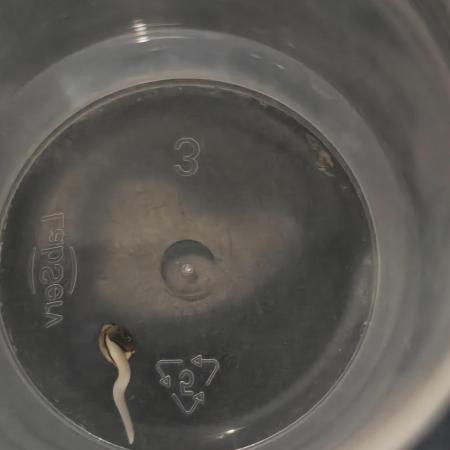 Purple Mandarine Auto DWC