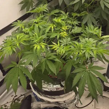 Indica Cream DWC
