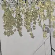 Red Hot Cookies DWC