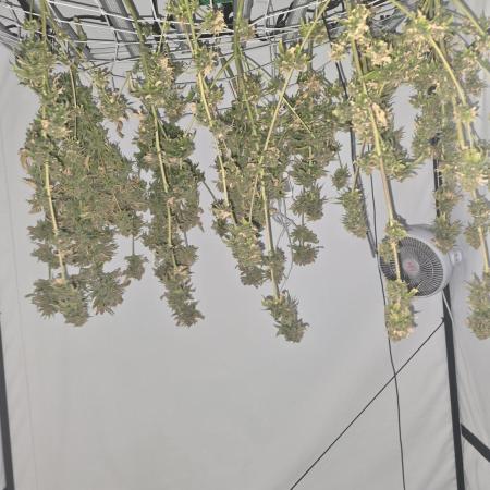 Red Hot Cookies DWC