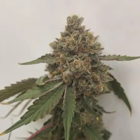 Ice Cream Haze DWC