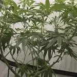 Indica Cream DWC