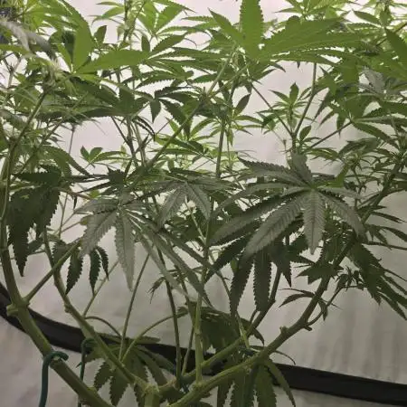 Indica Cream DWC