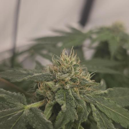 Papaya Sherbet DWC