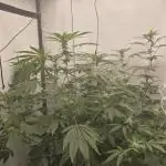 Ice Cream Haze DWC
