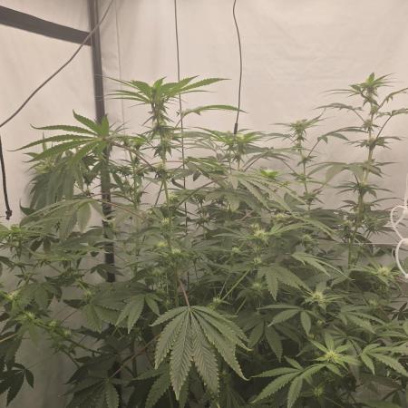 Ice Cream Haze DWC