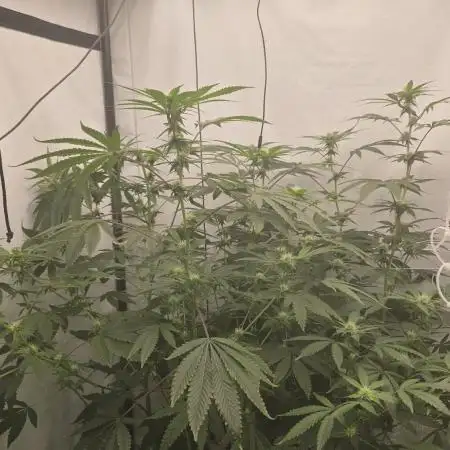 Ice Cream Haze DWC