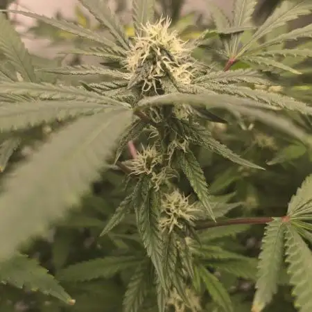 Indica Cream DWC