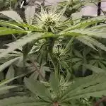 Fast Version A DWC