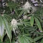 Ice Cream Haze DWC