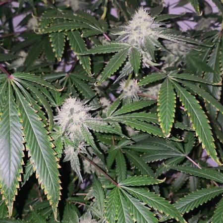 Ice Cream Haze DWC