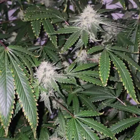 Ice Cream Haze DWC
