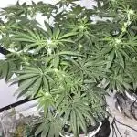 Indica Cream DWC