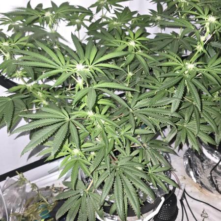 Indica Cream DWC