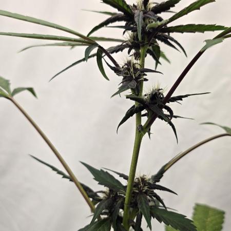 Purple Mandarine Auto DWC