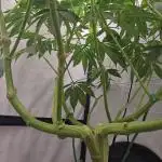 Ice Cream Haze DWC