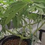 Papaya Sherbet DWC