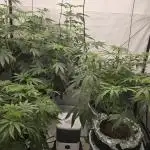 Indica Cream DWC