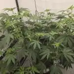 Ice Cream Haze DWC