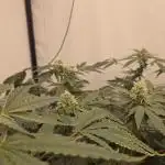 Ice Cream Haze DWC