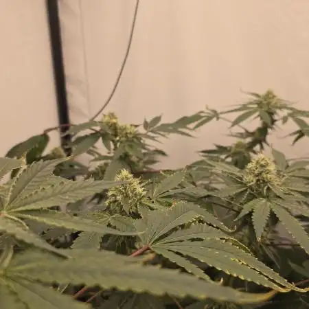 Ice Cream Haze DWC