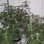 Papaya Sherbet DWC