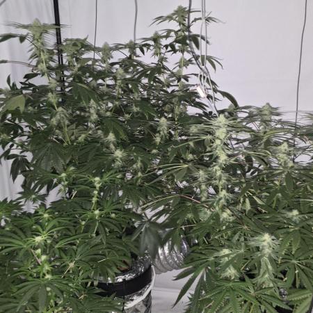 Papaya Sherbet DWC