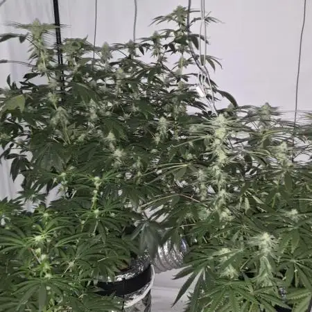 Papaya Sherbet DWC