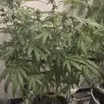 Indica Cream DWC