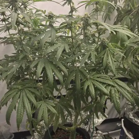 Indica Cream DWC