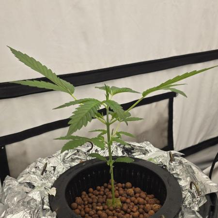 LSD-25 AUTO DWC