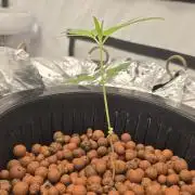 Purple Mandarine Auto DWC