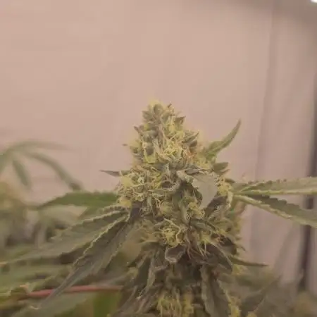 Ice Cream Haze DWC