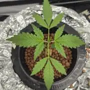 LSD-25 AUTO DWC