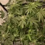 Papaya Sherbet DWC