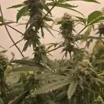 Indica Cream DWC