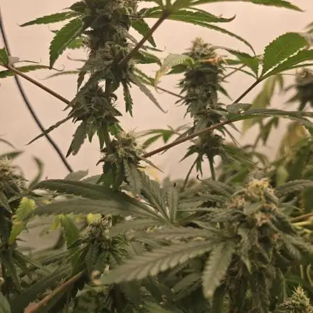 Indica Cream DWC