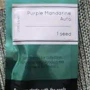 Purple Mandarine Auto DWC