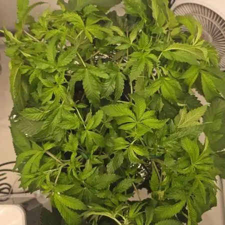 Papaya Sherbet DWC