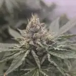 Fast Version A DWC