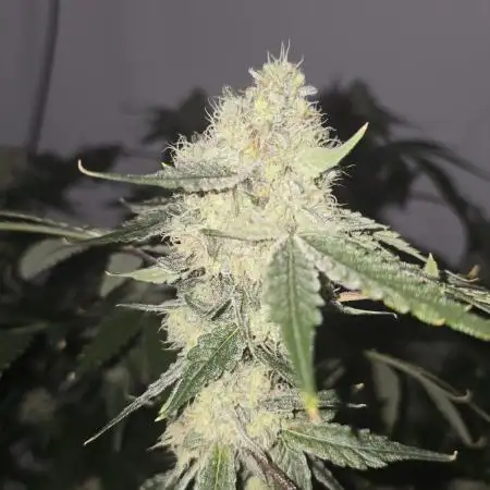 Ice Cream Haze DWC