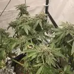 Papaya Sherbet DWC