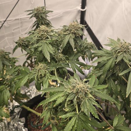Papaya Sherbet DWC