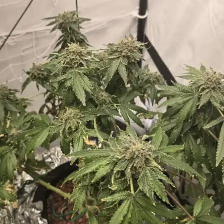 Papaya Sherbet DWC