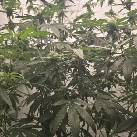 Ice Cream Haze DWC