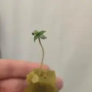 Purle Kush DWC